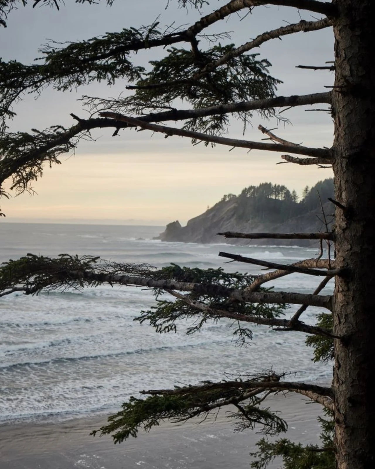 Coastal Pine Room Spray