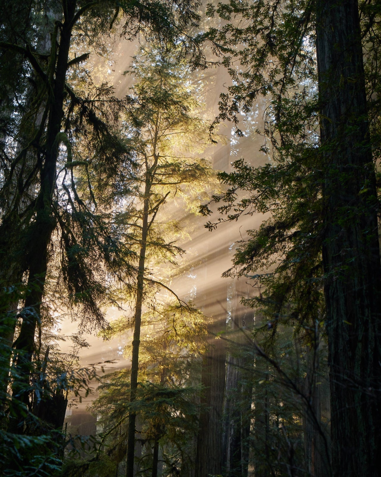 Into The Redwoods Clean Routine Set