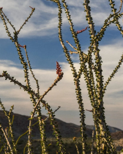 Desert At Dusk Moments Set