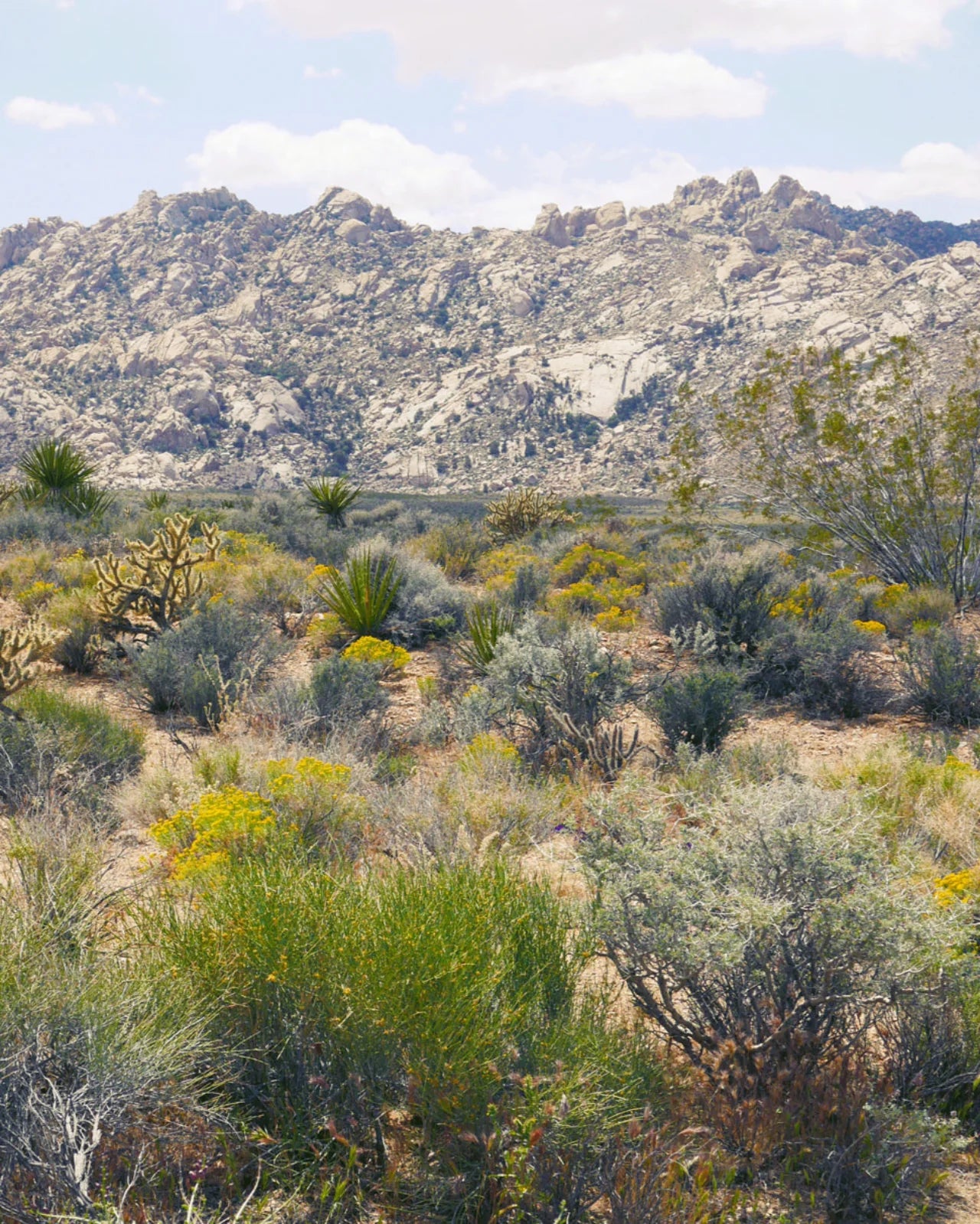 Desert Full Routine Curated Set