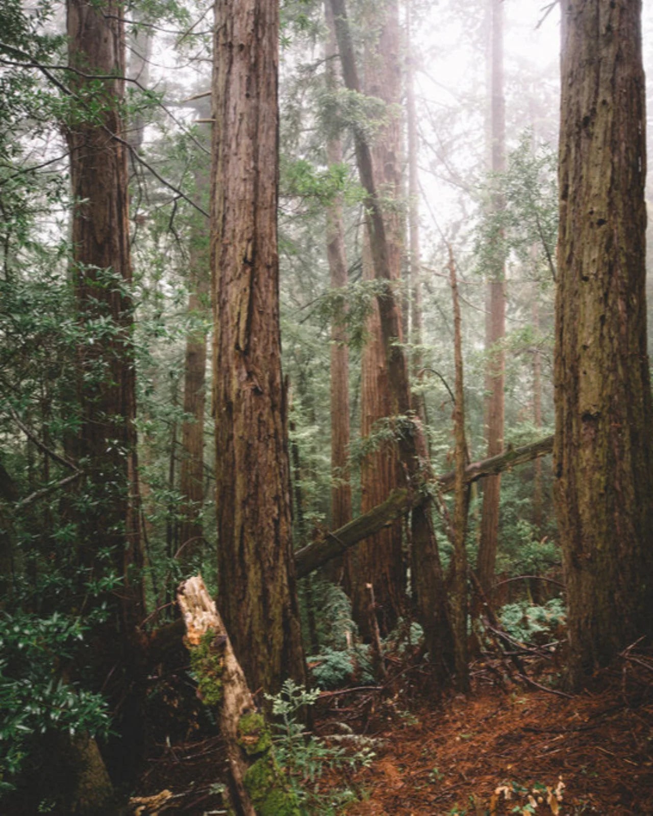 Forest Fog Essential Oil Trio