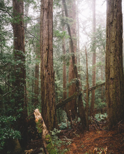 Forest Fog Essential Oil Trio