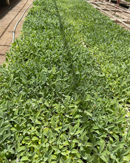 Farmed White Sage Loose Leaves - 1 lb