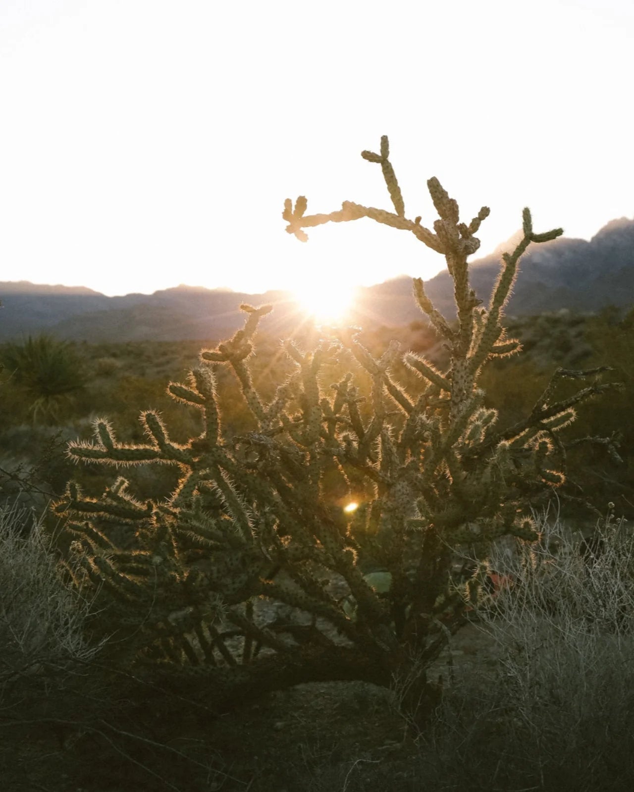 Desert at Dusk Clean Routine Set