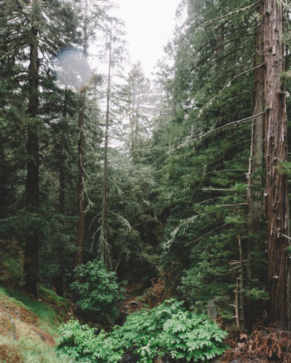 Forest Fog Home Set