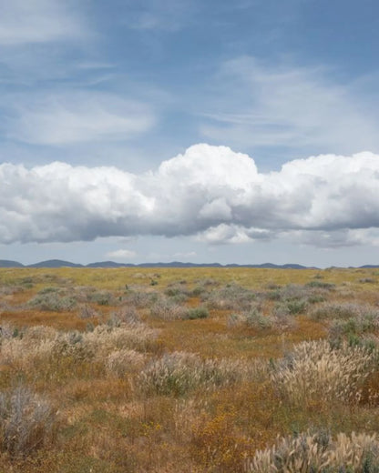 Desert Cedar Room Spray