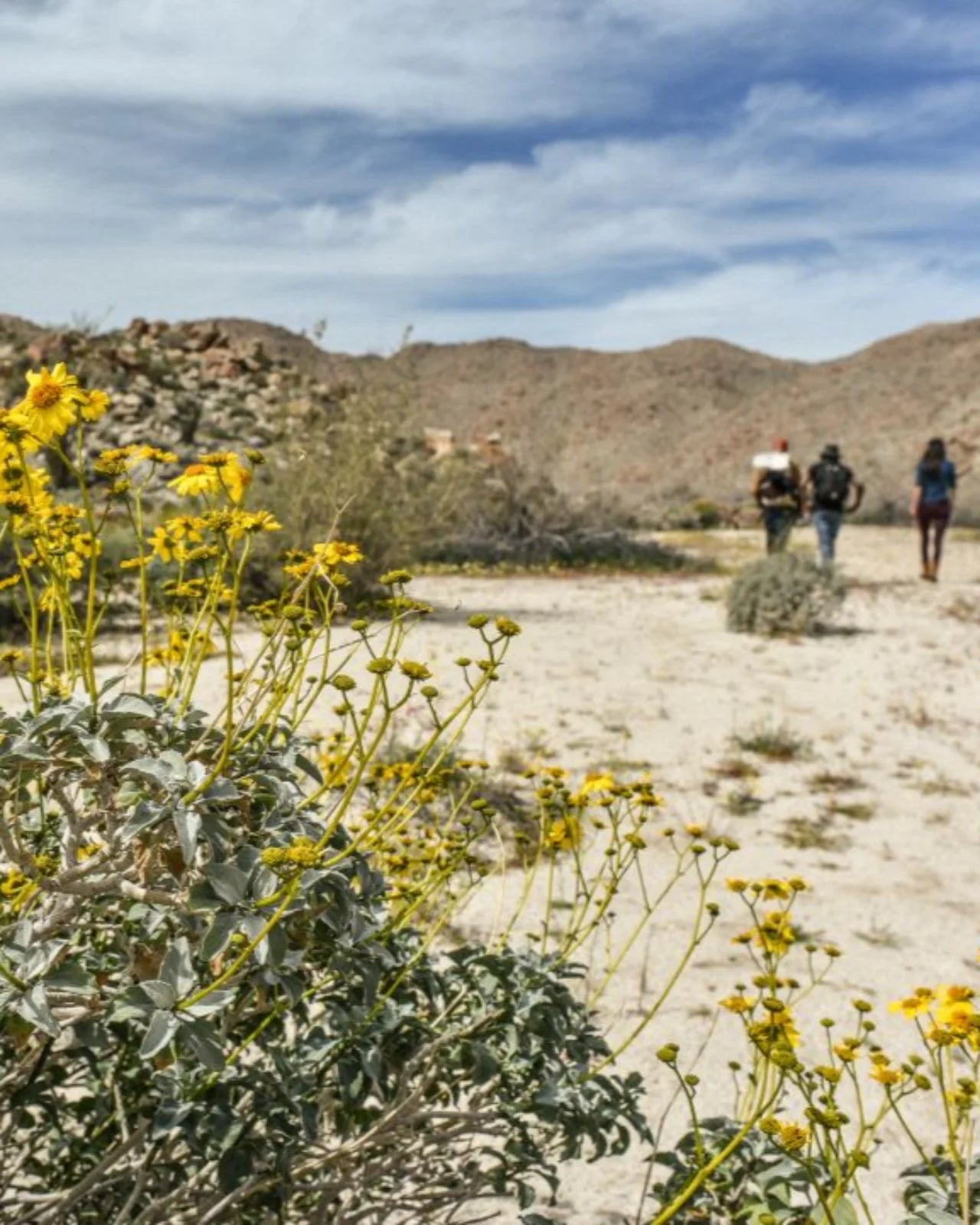 Desert Edition Adventure Ready Set