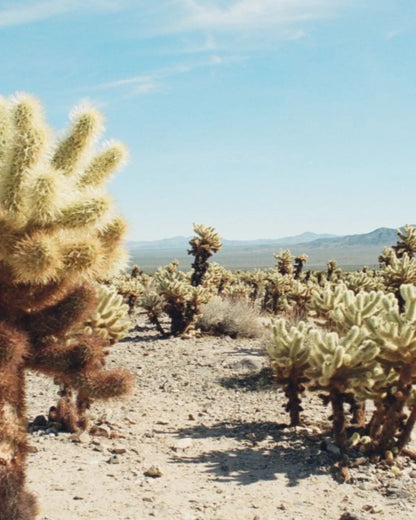 Desert Edition Adventure Ready Set