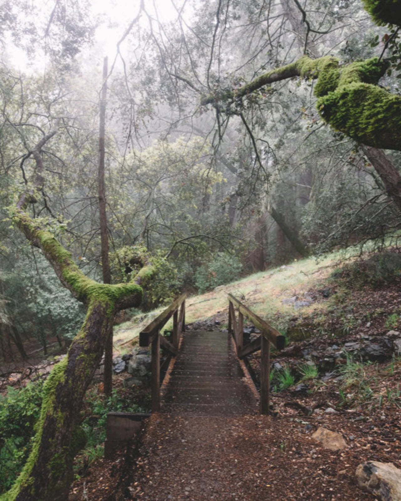 Into The Forest Moments Set